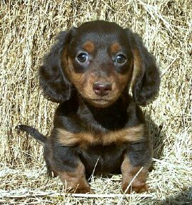 36 HQ Images Dachshund Breeders Tn / Lucky Luciano Mini Dachshunds Home Facebook